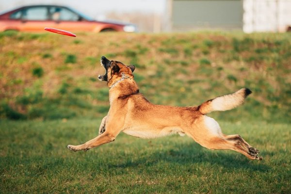 découvrez le goût unique des croquettes carnilove au sanglier pour votre chien