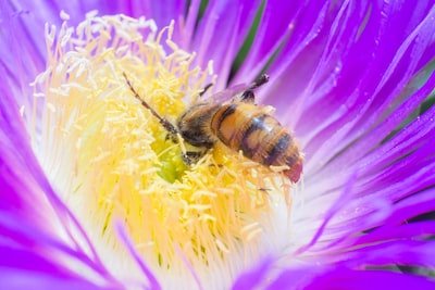 Nos conseils pour capturer un essaim d'abeilles